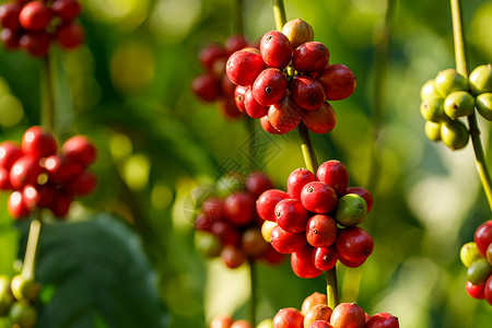 树上成熟的咖啡豆浆果图片