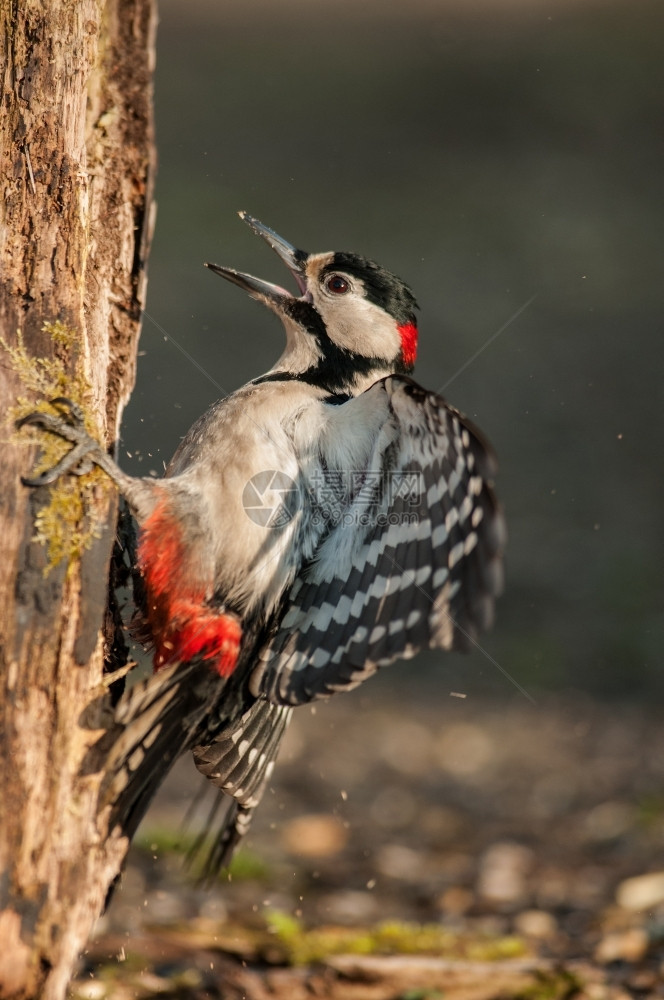 野生动物啄木鸟图片