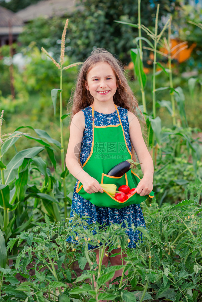 花园里可爱的小女孩带着一株成熟的蔬菜女孩在花园里收集了一株成熟的有机西红柿女孩在花园里收集了一株成熟的西红柿夏天收获绿色图片