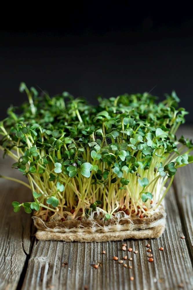 蔬菜发芽的关闭Daikon微绿在温冬播种家庭可生物降解的马茨种子放大法上植入微绿其种子和根植于柔微绿种长的树苗发芽者图片