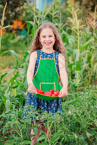 收获女孩胡椒可爱的小女孩在花园里种着成熟的红番茄一个女孩在花园里收集成熟的有机番茄一个可爱的小女孩在花园里种着成熟的红番茄食物享受背景