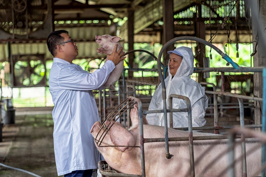 商业可爱的亚洲兽医配有助理保管和检查猪养场畜牧和养殖业的婴儿医生图片