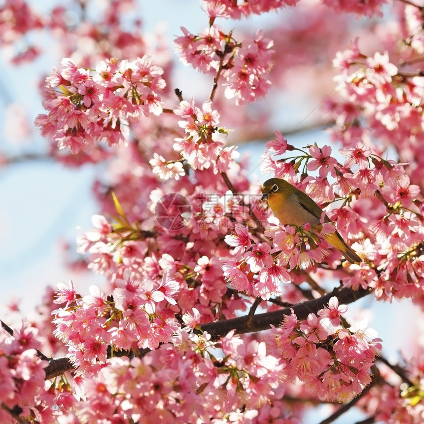 丰富多彩的绽放一只东方白眼鸟站在野喜马拉雅山粉红樱桃树上在泰国拍摄的花彩樱桃新鲜图片