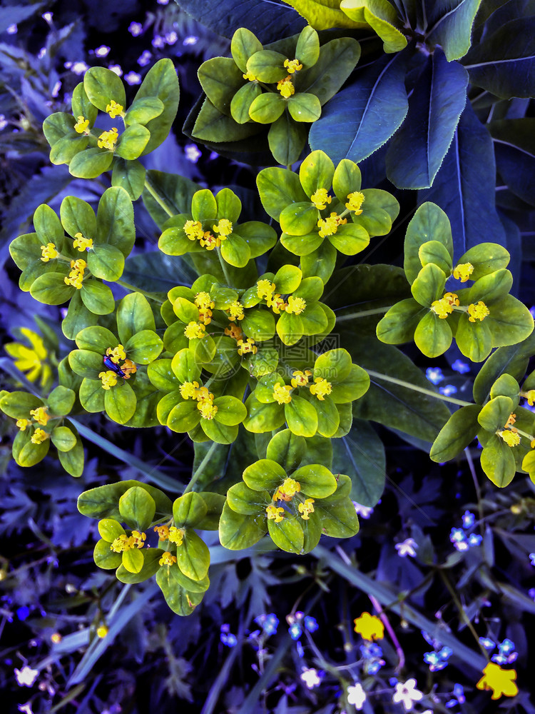 蓝色的植物群在森林中布花草地朵拍摄了蓝天然背景的近身绿色黄野向花最小的图片