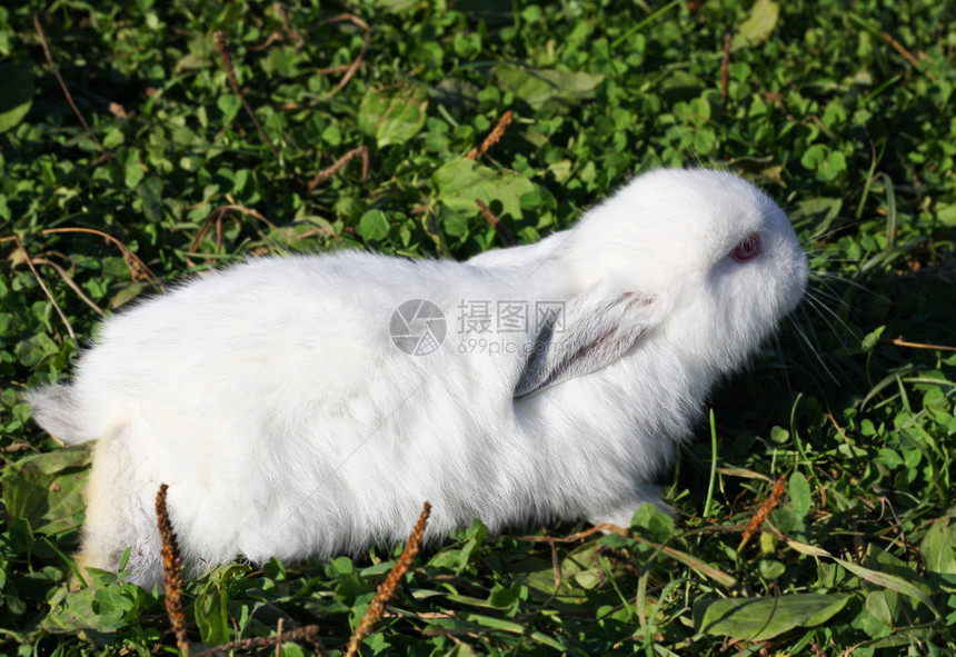 白兔在农场里生长图片