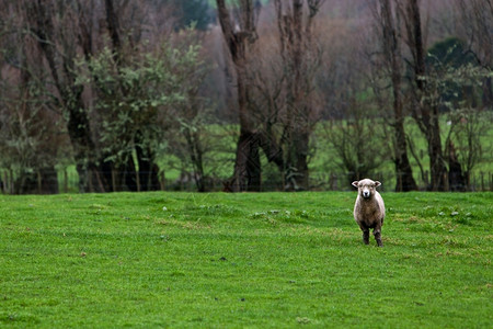 友好新西兰牧场羊新西兰好奇的羊毛图片
