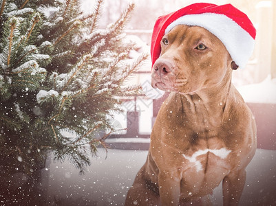 雪坑肖像坑冬天照顾教育服从训练的概念养宠物可乐漂亮的棕色小狗近身露天光概念教育服从训练背景