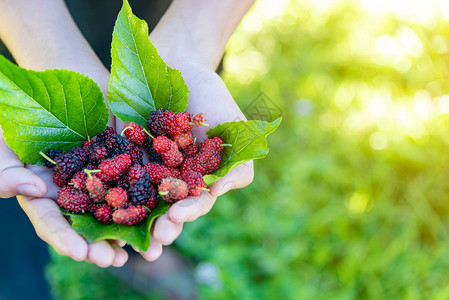 农场业概念中的美味甜贝利TasttySweetBerry叶子可口黑莓图片