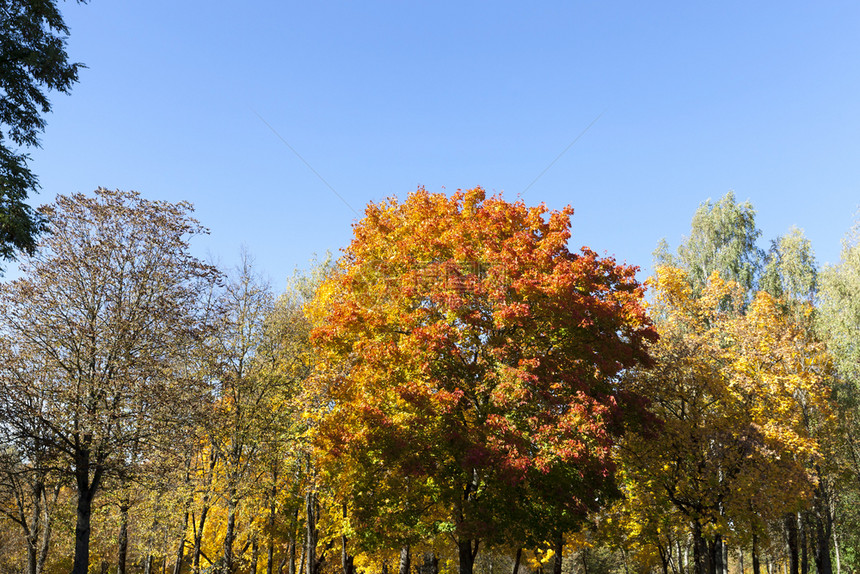 颜色森林或公园的混合领地与不同品种或类型木材的多色叶子秋风林地或公园的混合领地森林的混合领地明亮荒野图片