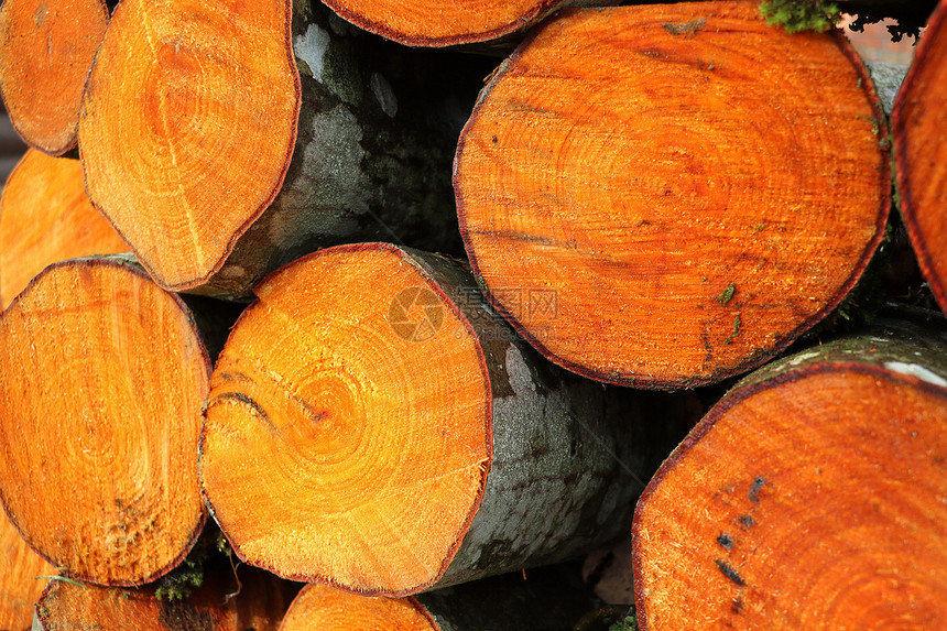 劈木料树干堆成一的木材砍掉树在农庄中砍伐和堆放干柴图片