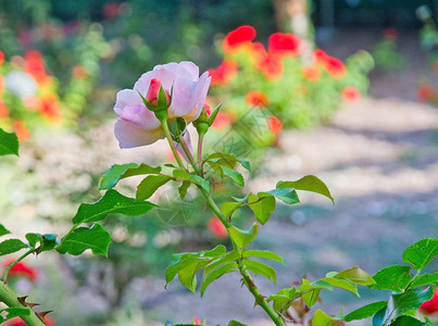 美丽的树叶粉红玫瑰花在部分遮光和阳下阴凉处图片