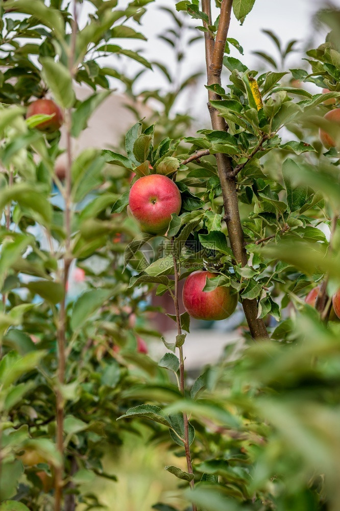 新鲜的丰富果园树上苹幼有机水果的栽培园树上的苹幼颜色图片