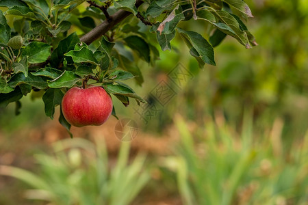 庄稼收成自然果园树上的苹幼有机水果的栽培园树上的苹图片