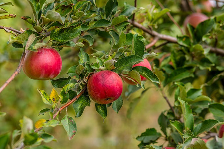 植物黄色的可选择果园树上苹幼有机水果的栽培园树上的苹图片