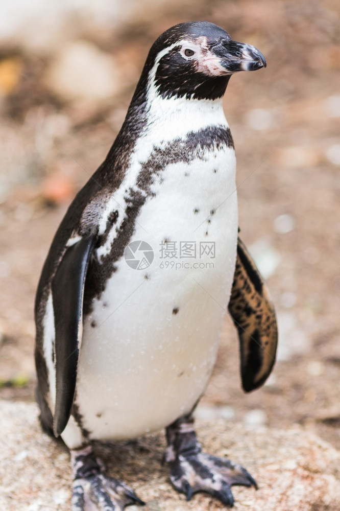 喙乌姆堡德企鹅Spheniscushumboldti也称秘鲁企鹅或Patranca位于悬崖的岩石上白色常设图片