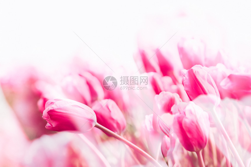 荷兰的粉红郁金香田双接触和光泄漏增加夏天春充满活力图片