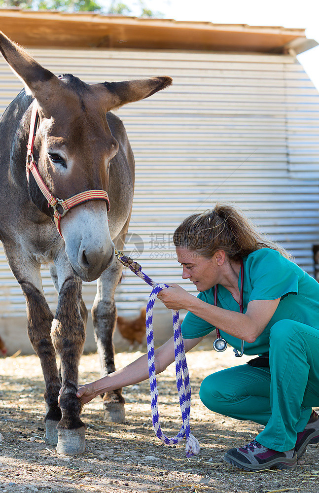 听诊器对驴子进行体格检查的兽医场地内窥镜图片