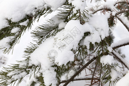 分支机构冬季的松林拍摄了冬日森林树枝上带白雪的缝合镜头荒芜戏剧图片