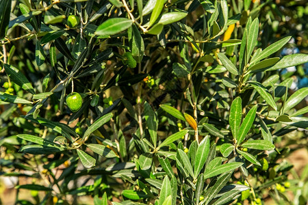 有机的树上绿橄榄枝的特写一棵树上的绿橄榄叶子优质的图片