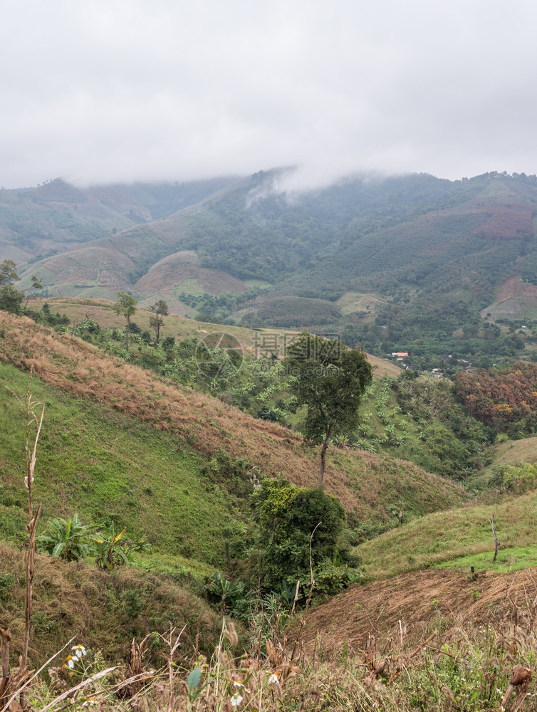 新鲜的场景观清晨高山的当地种植园农场在泰国北边雾中在泰国北部图片