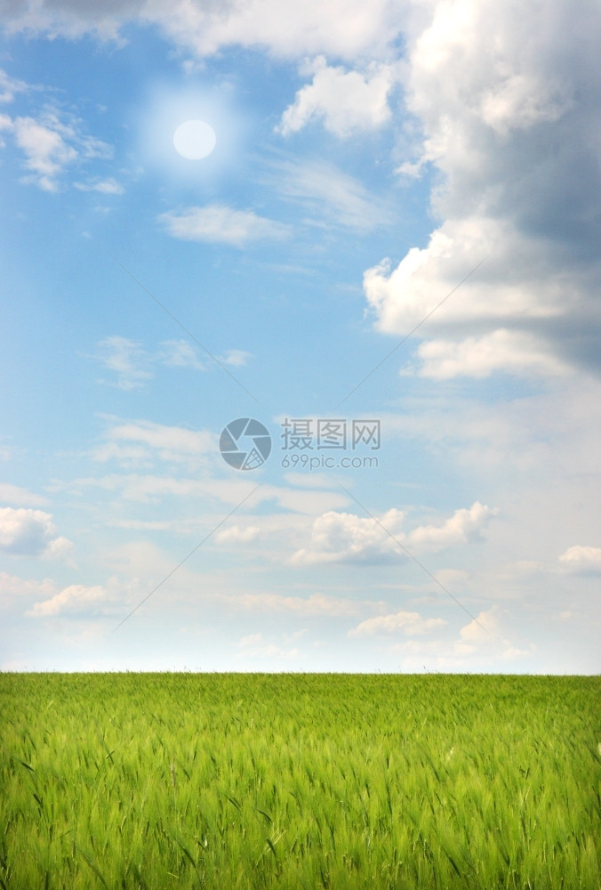 白色的本底云雾天空上的绿小麦田户外云景图片