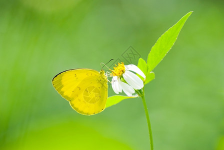 布兰达白色的新可爱黄蝴蝶白花为小觅食背景