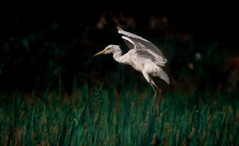 Egret鸟准备降落在稻田美丽的翅膀苍鹭图片