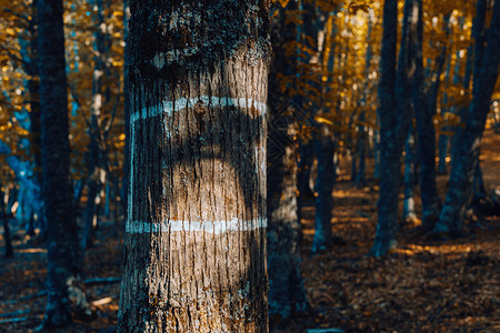 树林中的树干图片