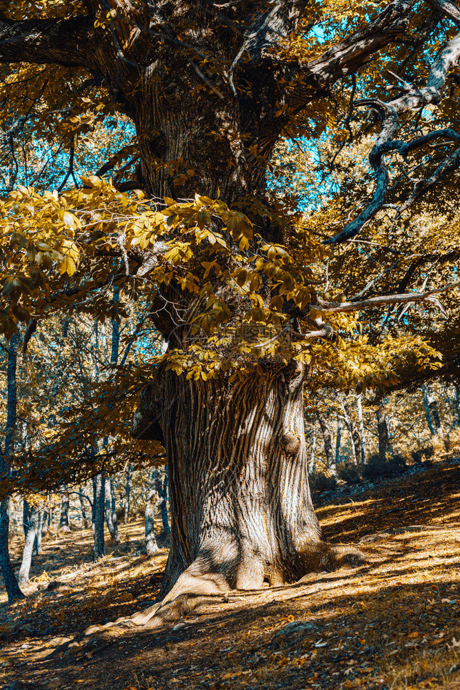秋季树林里的树图片