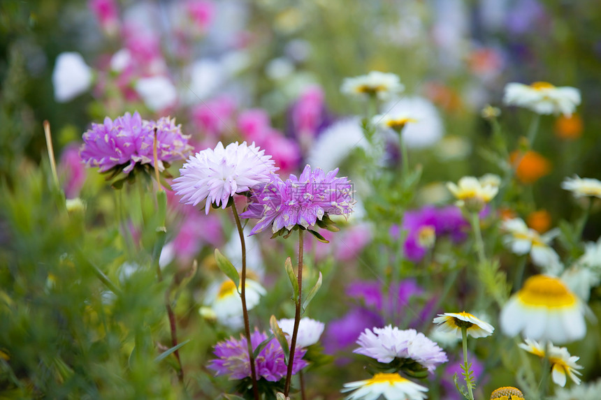 美丽的花朵有选择地关注紫花浅露的田地深度九月叶子荒野图片