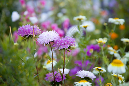 美丽的花朵有选择地关注紫花浅露的田地深度九月叶子荒野图片