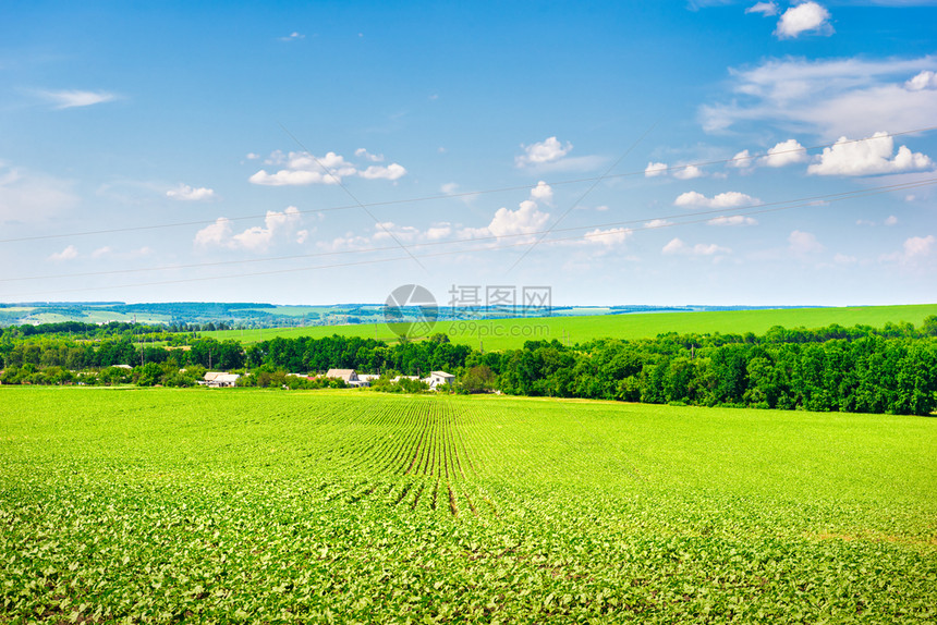 农田在阳光明媚的夏日在田地种植作物多云的季节图片