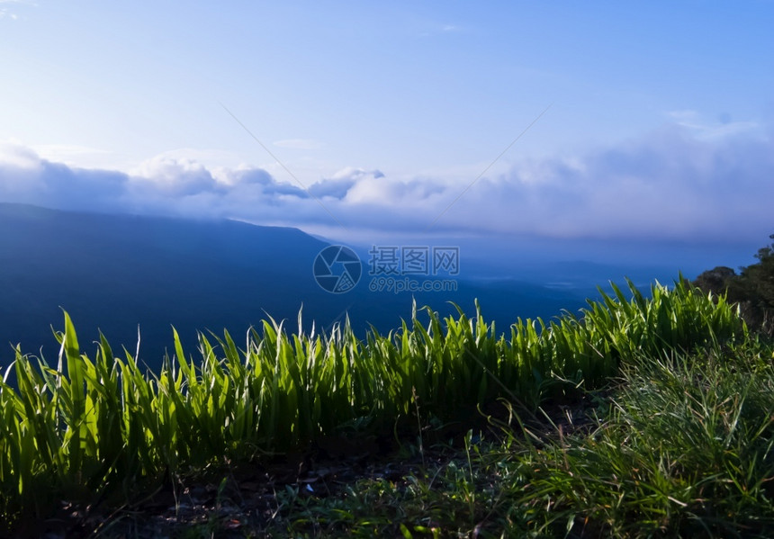 新鲜的蓝色冷杉美丽山地景观和云蓝的天空图片