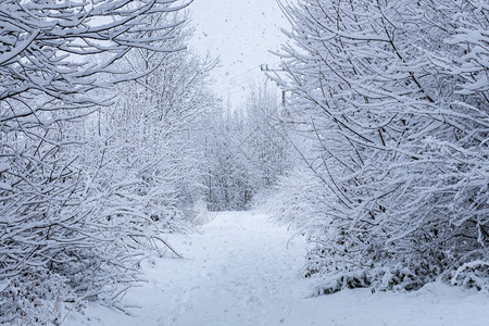 季节小路温冬之森林中的白雪路图片