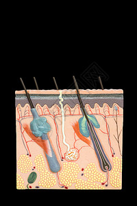 神经教学卵泡以黑色背景隔离的人工体皮肤组织模拟人造型图片