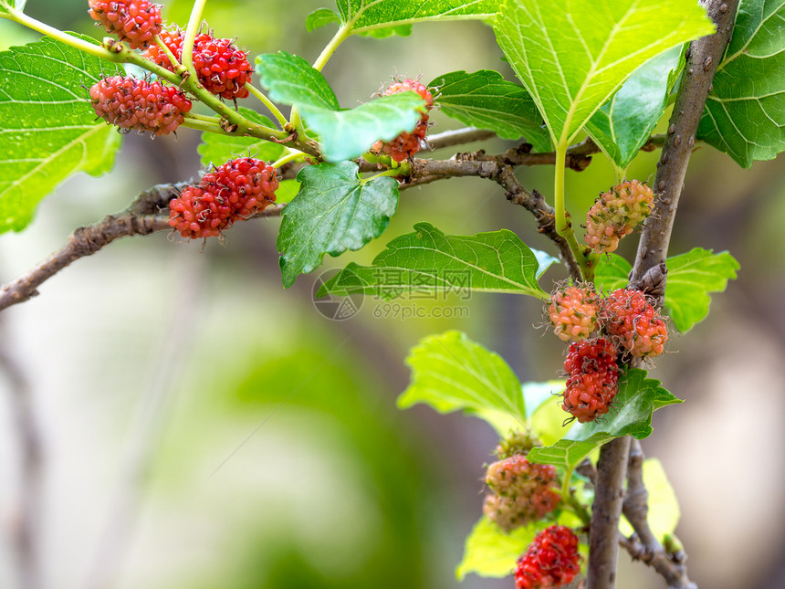 甜的农业树上木莓果和绿叶子这是种水果可以吃在有红紫色的橙美味又甜的Mulberry树木图片