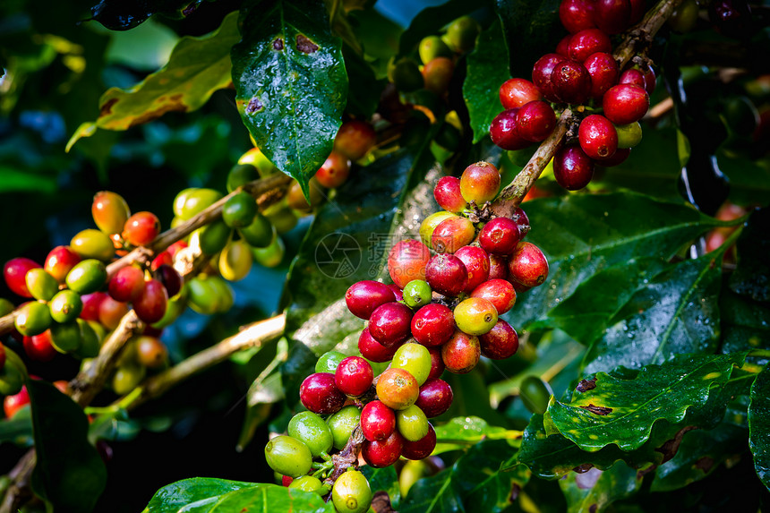 树上未成熟的咖啡豆浆果图片