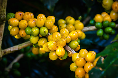 树上黄色的咖啡豆浆果图片