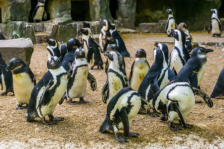不会飞的African企鹅殖民地黑足企鹅家庭动物濒危种鸟类学宠图片