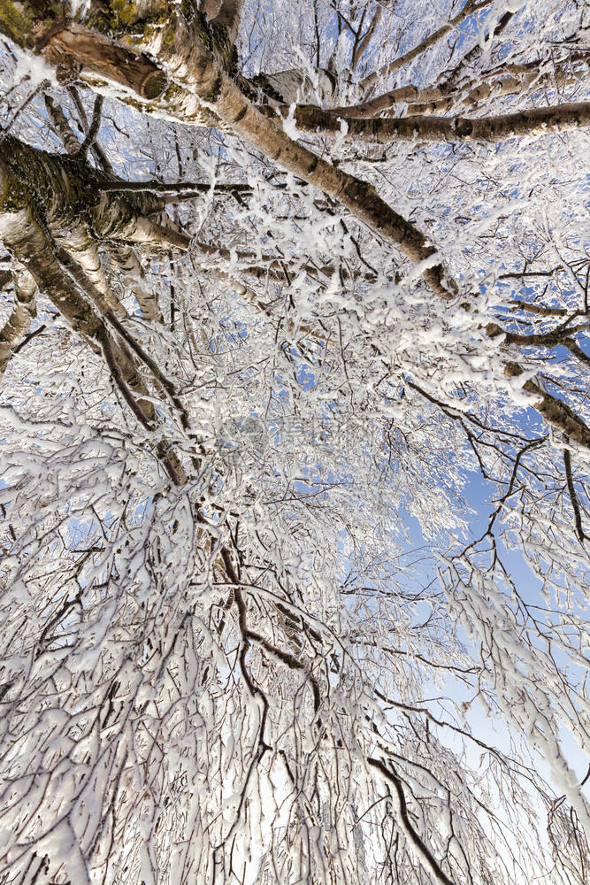 冷若冰霜单身的寒冬雪覆盖和冰冻火枝与蓝天相对抗风气从小树枝涌向雪下覆盖的和冰冻白葡萄树多雾路段图片