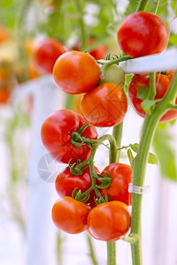 叶子水果种植新鲜成熟的红番茄和黄种植可收成的有机温室园林夏天图片
