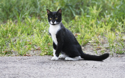 国内的一只黑白猫坐在草地的后腿上无家可归坐着图片