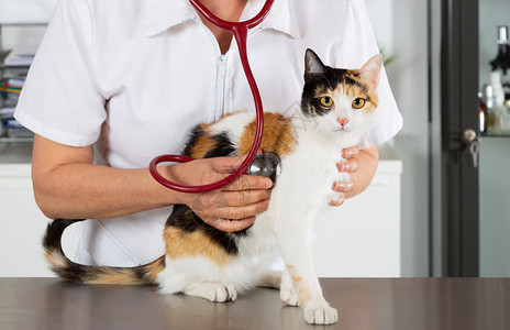 淑女猫宠物诊所给猫咪做检查背景