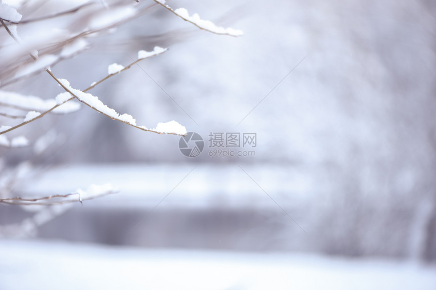 美丽的冬季背景模糊有文字空间树枝处覆盖在模糊湖泊背景下的积雪树枝叶覆盖在一个模糊湖的背景下白色风优美图片