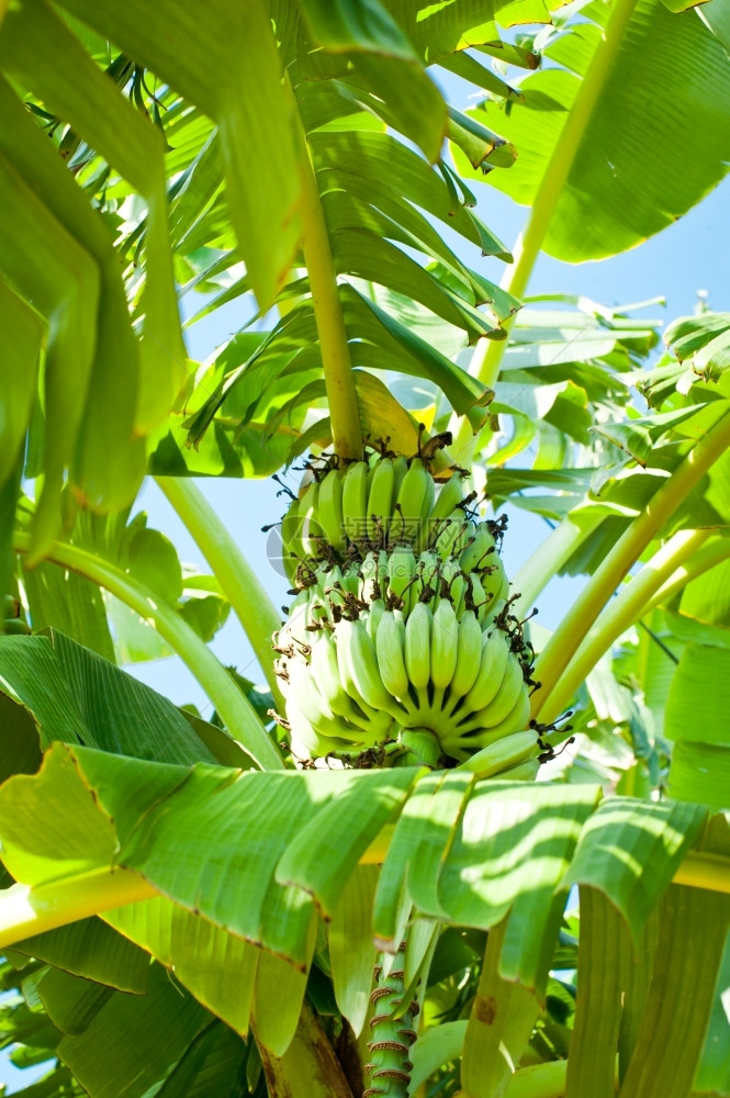 印度热带种植园棕榈树上的香蕉果印度食用营养美图片