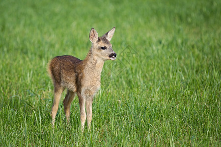 斑白色的草地中年轻野生小鹿卡普雷奥勒斯角鹿新出生的红野春天自然伪装图片