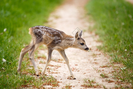 场地草中年轻的野生小鹿卡普雷奥勒斯角鹿新出生的红野春天自然毛皮白尾鱼图片