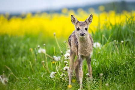 草地中年轻的野生小鹿卡普雷奥勒斯角鹿新出生的红野春天自然斑狒毛皮图片