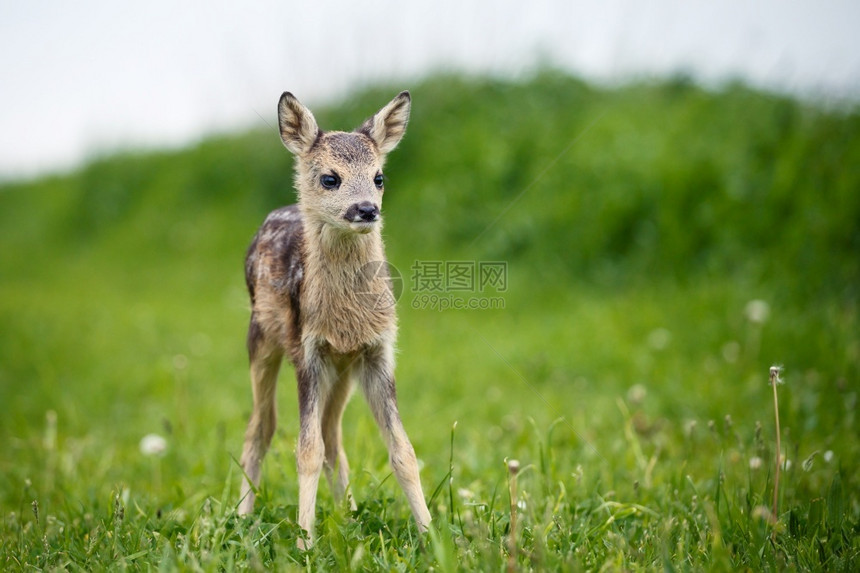 甜的绿色草地中年轻的野生小鹿卡普雷奥勒斯角鹿新出生的红野春天自然母鹿图片