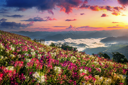 爬坡道泰国塔克省MonMokTawan的花田和日出观点植物早晨图片